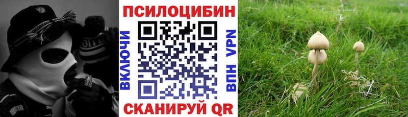 блэк спрут ссылки  Ильский  Псилоцибиновые грибы мицелий 